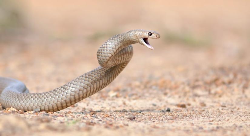 Kígyóméreg segíthet életet menteni