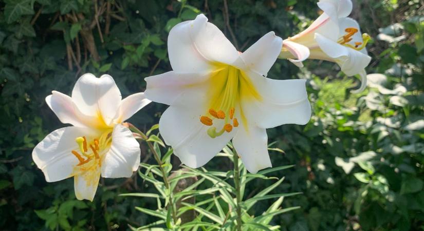 Gyönyörűen kivirágzott a fehér liliom kanizsai olvasónk kertjében