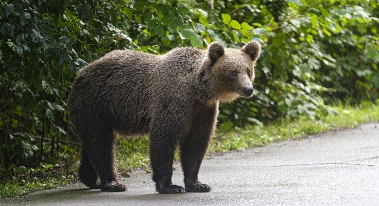 Ismét megszavazta a parlament, hogy a veszélyes medvéket településen kívül is ki lehessen lőni