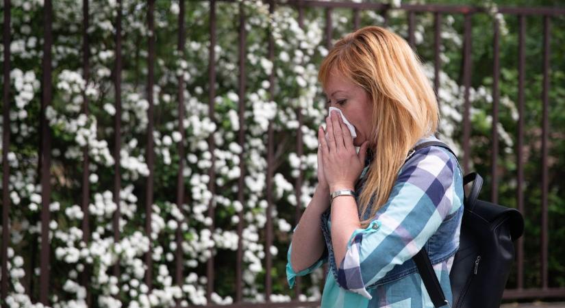 A pázsitfű pollenje okoz tüneteket