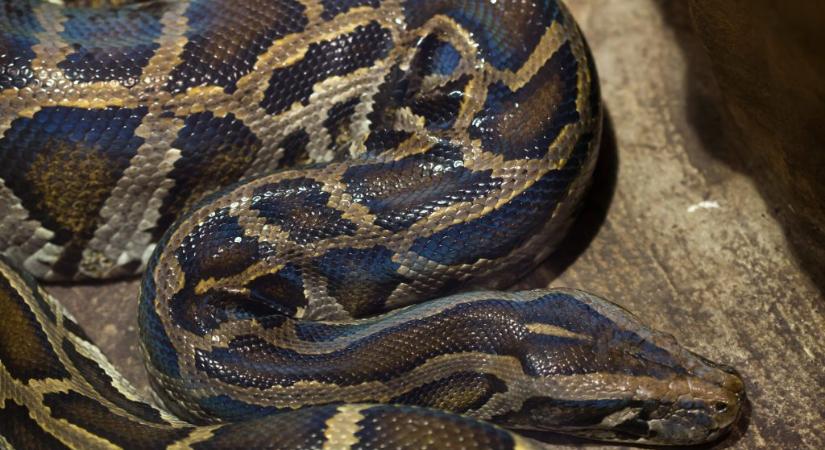 Rekorder kígyót találtak Floridában