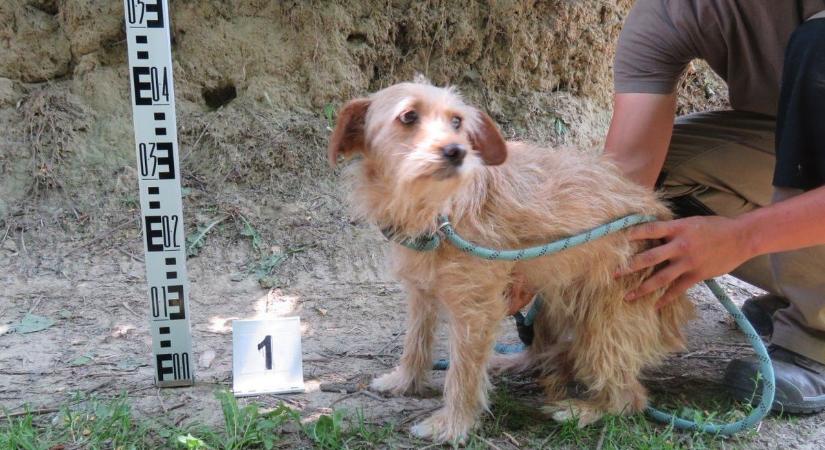 Szörnyű körülmények között tartott kutyákat találtak a hatóságok Kaposváron