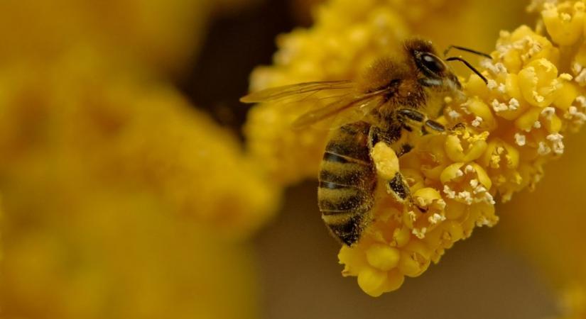 A pollenszállítás titkai