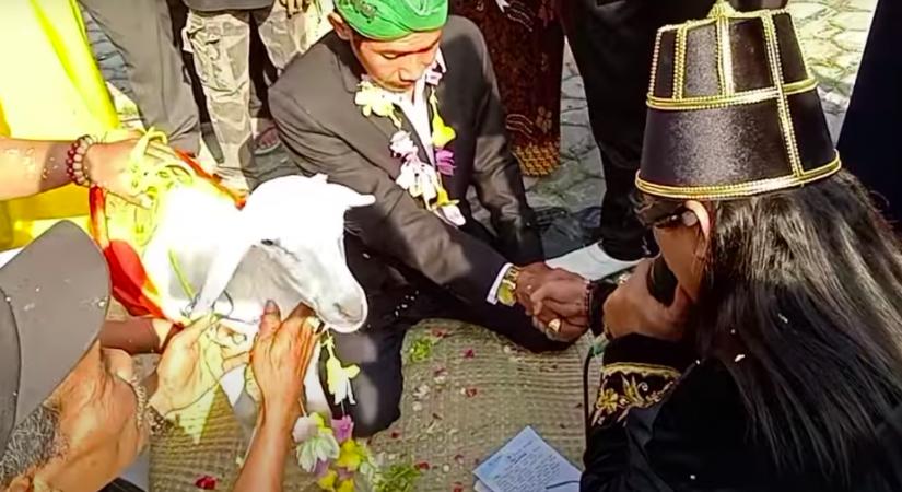 Esküvői videó: feleségül vett egy kecskét egy 44 éves férfi - Majd sírva bánta meg