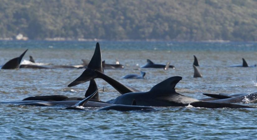 Tömegesen pusztulnak a delfinek Tasmaniánál