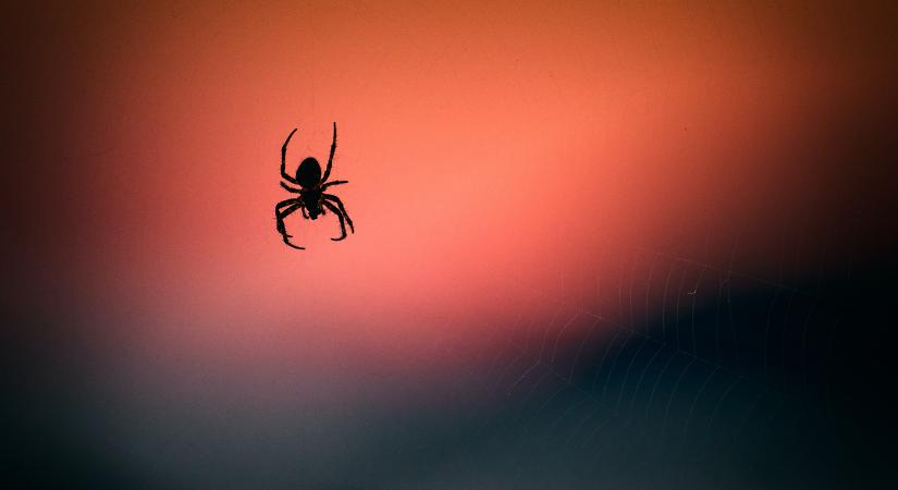 Kiderült, hogy mi határozza meg a pókok társas viselkedését