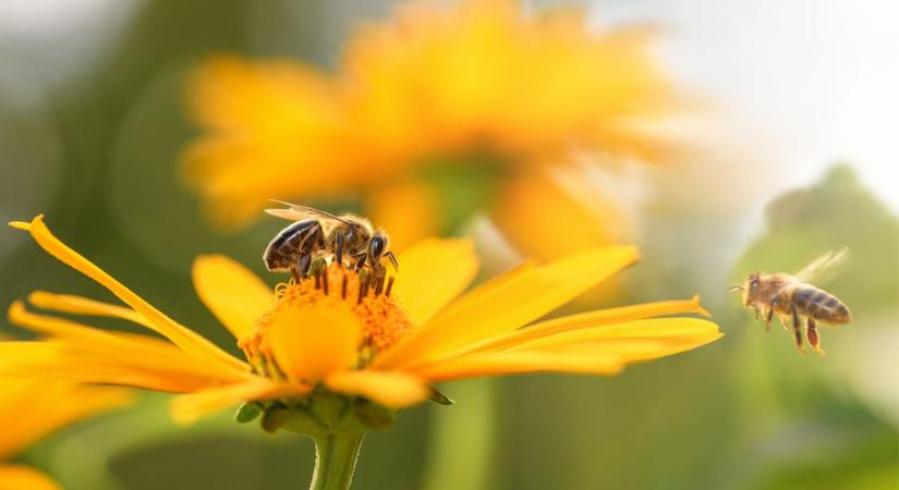 Méhlegelővel lép tovább a Sió a fenntarthatósági úton