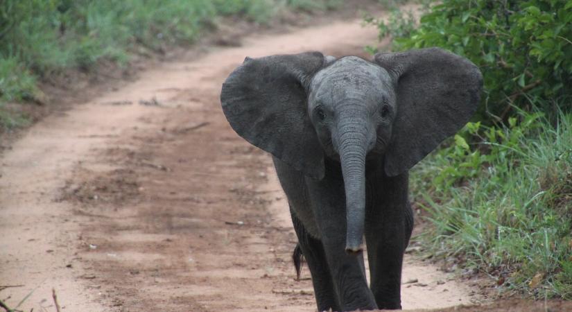 Állatvédők 250 elefántot költöztetnek át Malawin belül