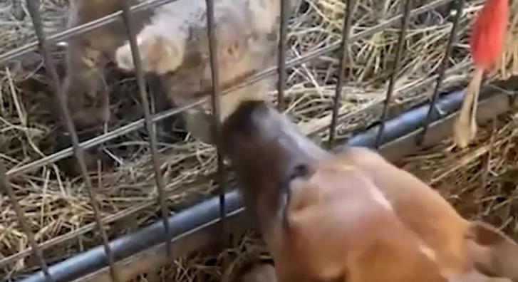 Elragadó videó egy kutya és egy bárány páratlan barátságáról