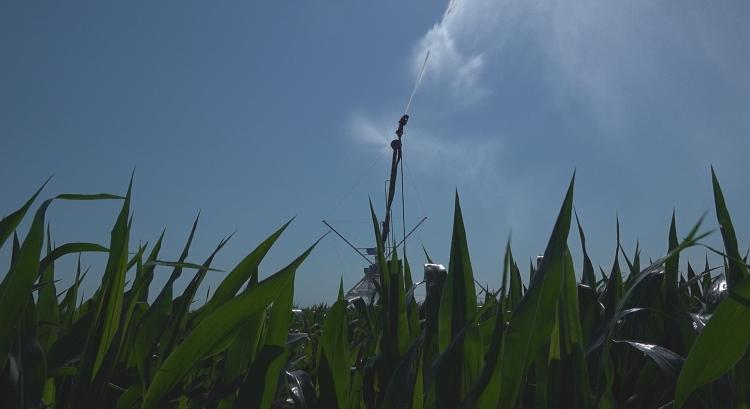Csúcs termések: Kukorica Kör Demofarm Dunapatajon