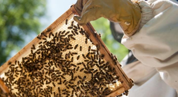 AM: biztonságban kell tudni a méhcsaládokat és a méhészeket