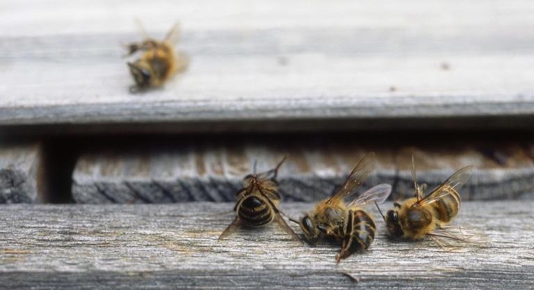 Ennek nem lesz jó vége: tömegével pusztulnak a méhek Törökországban