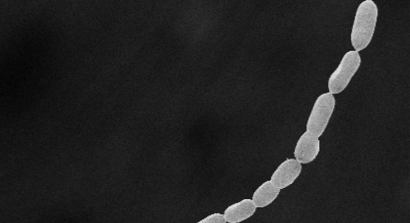 Megtalálták az eddig ismert legnagyobb baktériumot, szabad szemmel is látható