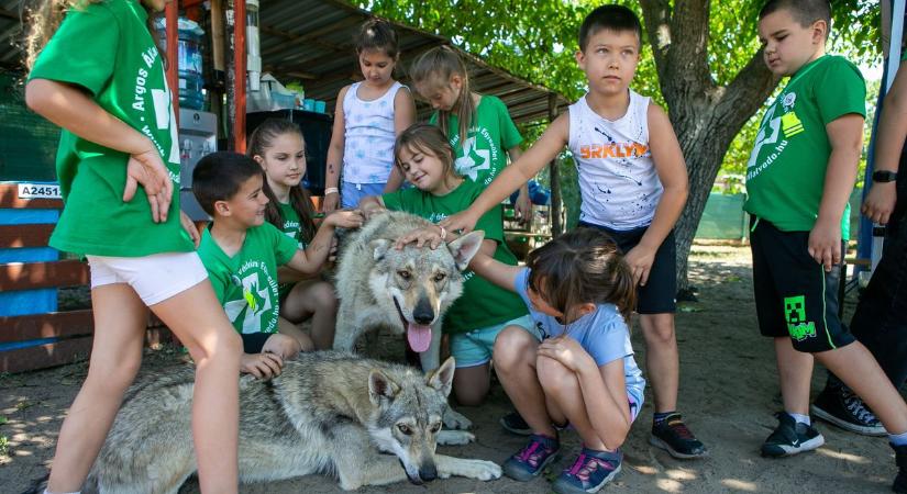 Felelős állattartásra tanították a gyerekeket a kecskeméti táborban