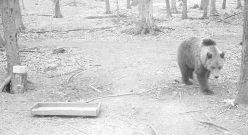 Medvéről rögzített képet a Bükkben kihelyezett vadkamera
