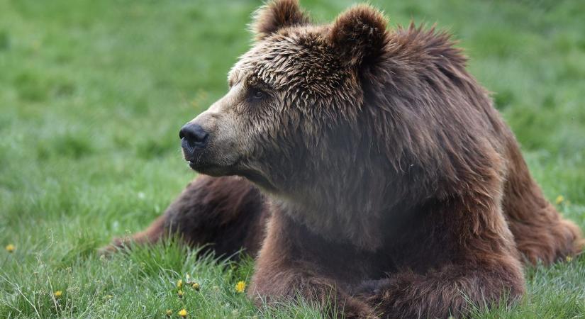 Medvét fotóztak a Bükkben - kép a cikkben