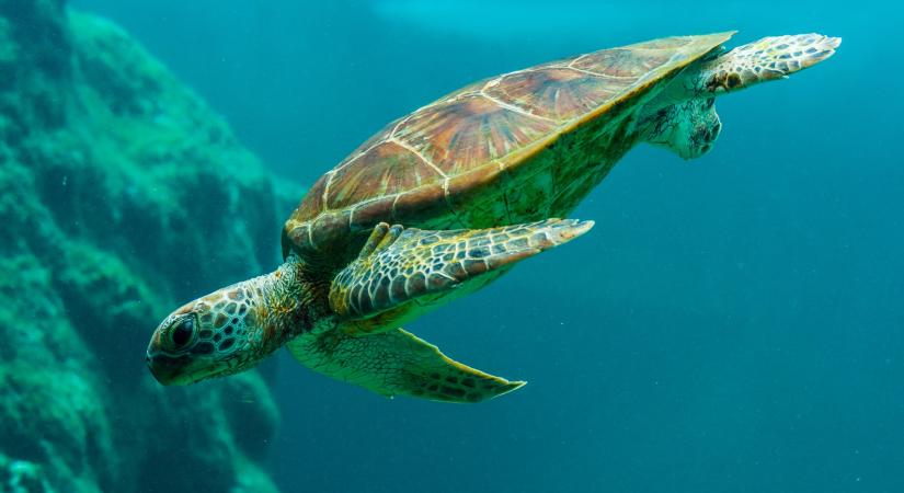 A teknősök rejtegethetik előlünk a hosszú élet titkát