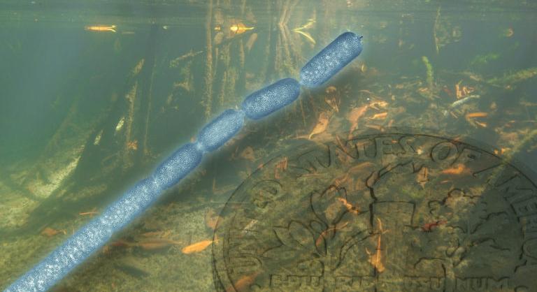 Megtalálták a világ legnagyobb baktériumát, ami többezerszer akkora, mint egy átlagos baktérium