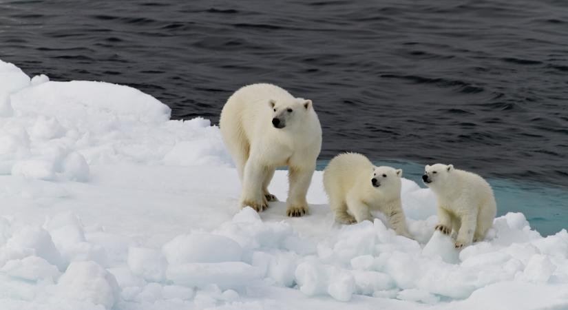 Klímaváltozás: mégis túlélhetik a jegesmedvék?