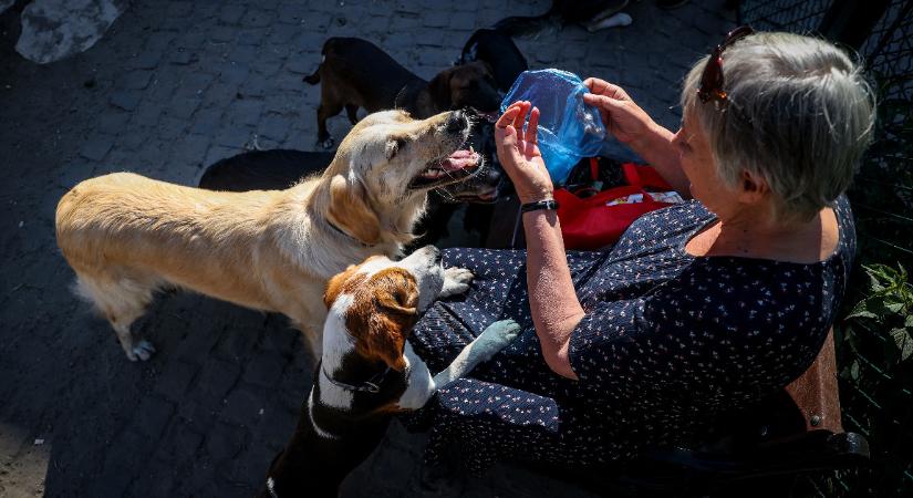 Kaki, futtatók, kutyanevelés – megnéztük, mit lehetne kezdeni a városi kutyatartással