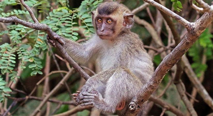 Horvátországban is megjelent a majomhimlő