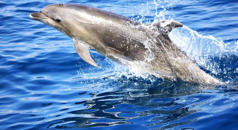 Már legalább 3000 delfin pusztult el a háború miatt