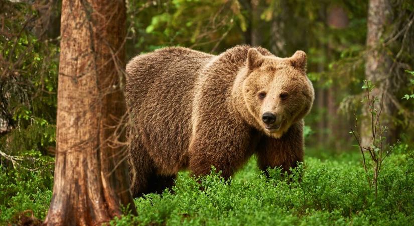 Vadkamera kapta lencsevégre a Bükkben kóborló barna medvét