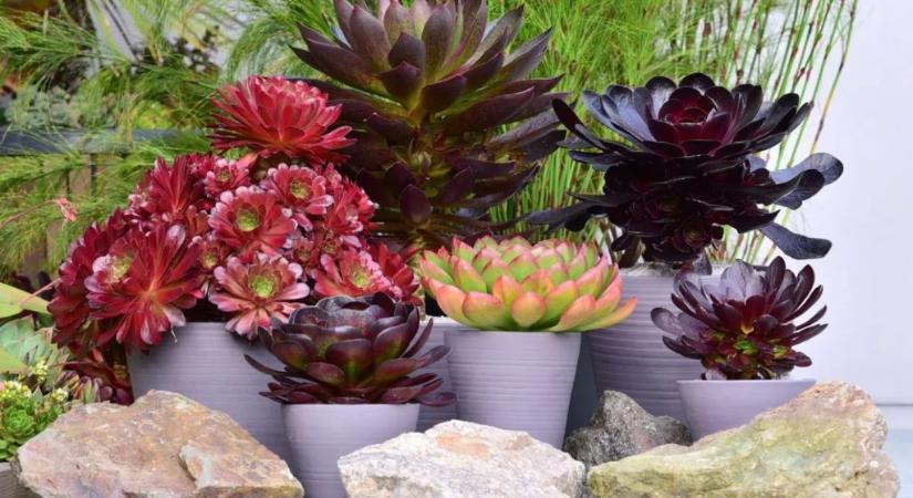 Az angol Királyi Kertészeti Társaság ezt a csoda lila pozsgást választotta az év növényének