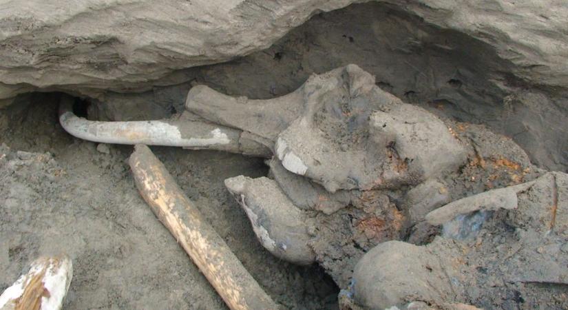 Fagyott mamutbébit találtak aranyásók Kanadában