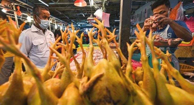 Hiába az árplafon, az exporttilalom, a csirke ára csak emelkedik a malajziai piacokon