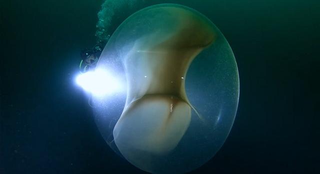 Tiszta Alien: óriási, átlátszó zselécsomót találtak a tenger mélyén Norvégiában