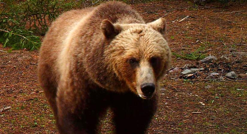 Újabb medve tűnt fel Magyarországon, ezúttal a Bükkben