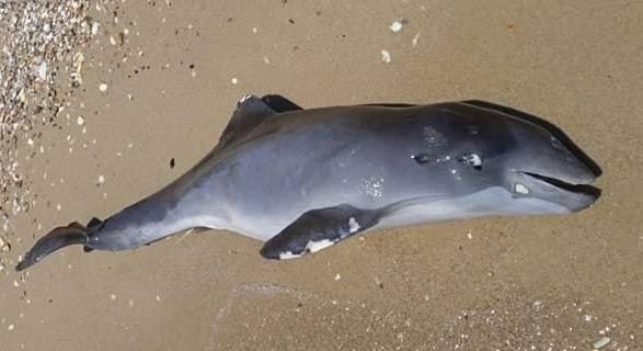 Több mint 3000 delfin pusztult el a Fekete-tengeren az orosz támadások következtében