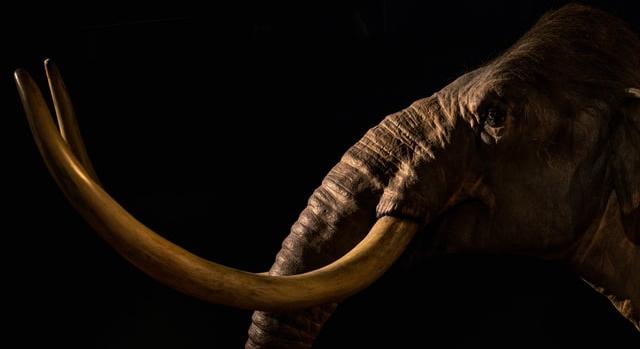 Mumifikálódott mamutbébit találtak: tökéletes állapotban van