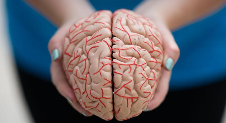 Az emberi agynak is van takarékos üzemmódja