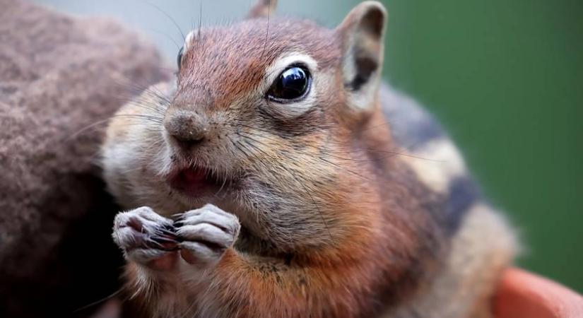 Elképesztő közelségből láthatod a mogyorót majszoló mókust - Mintha a Jégkorszak sztárja elevenedne meg