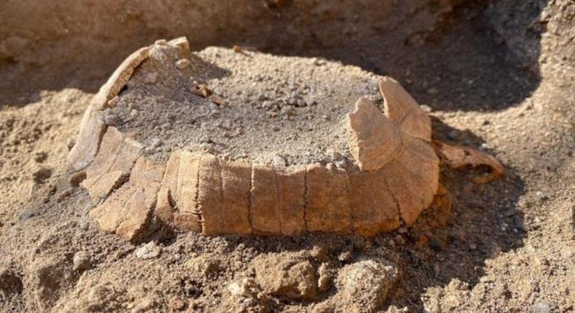 Teknős és tojásának maradványai kerültek elő Pompeji területén