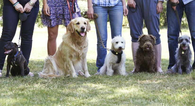 Tilos kutyát vinni két kisújszállási parkba