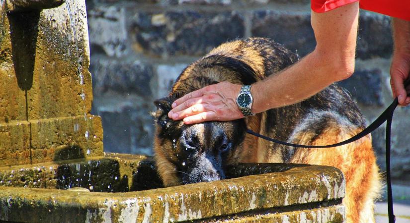 Kutya meleg lesz – Hőségriasztást rendelt el hétfőtől az országos tisztifőorvos