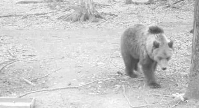 Medvét lőtt a vadkamera a Bükkben