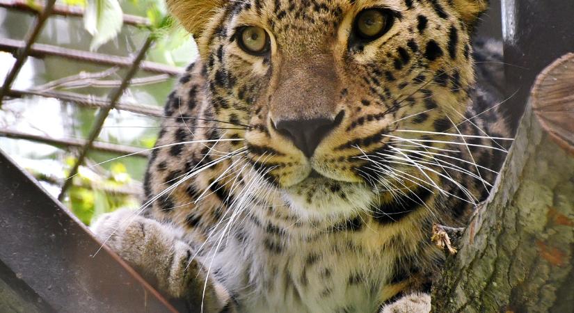 Újra férjhez ment a Miskolci Állatkert perzsa leopárd nősténye