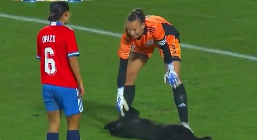 Fekete kutya rohant be a pályára Chile és Venezuela női fociválogatottjainak barátságos meccsén