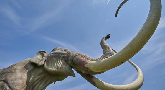 Aranyat kerestek, tökéletes állapotú, mumifikálódott mamutbébit találtak – fotók