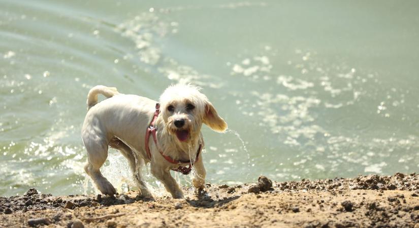 Hol strandolhatunk kutyával a Velencei-tó környékén?