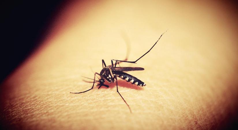 Anna és Berci: mindent a szúnyogokról