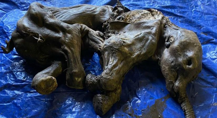 Fagyott mamutbébit találtak aranyások Kanadában