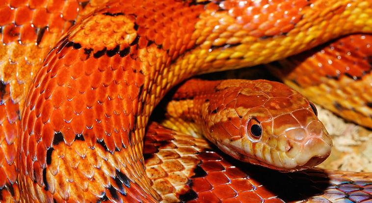 Éhes kígyó a saját szívét is megemészti, viszont közben hosszabbra nő