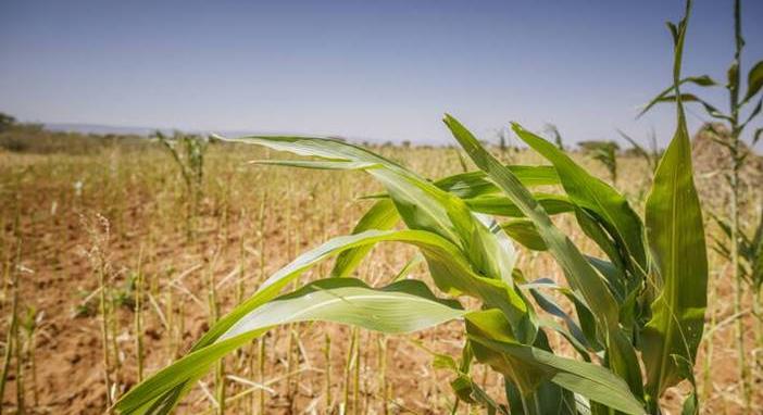 ÁSZ: Felértékelődött a mezőgazdaság fontossága