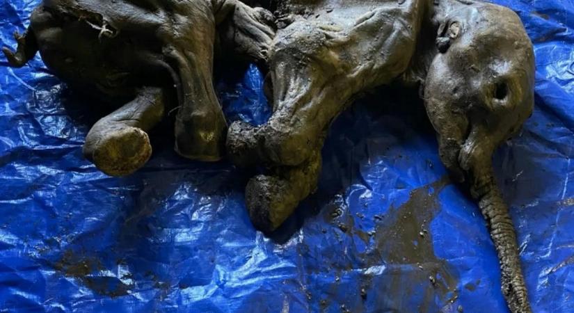 Mamutbébi, barlangi oroszlán, gyapjas orrszarvú – sorra kerülnek elő a több tízezer éves, lélegzetelállító leletek az örök fagy fogságából