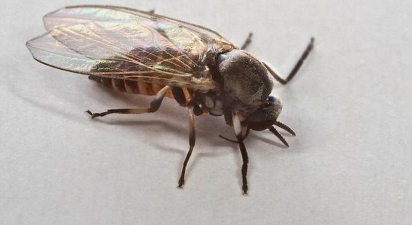Allergiás rohamot okozhat a légycsípés, már a déli határnál járnak a szúnyogra hasonlító rovarok